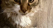 Sirena is registered to the contest to win money with this photo: cat, tabby, white_paw, white_chest, pet, animal, feline, fur, closeup, indoor, wooden_floor, curious, resting, whiskers, ears, face, eyes, cute, domestic_animal, mammal