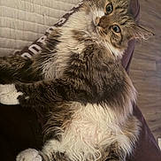 Sirena is registered to the contest to win money with this photo: cat, tabby_cat, fluffy, white_paws, white_chest, relaxed, lounging, indoor, couch, quilted_fabric, wooden_floor, pet, feline, fur, whiskers, ears, eyes, paws, home, cozy
