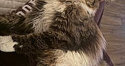 Sirena is registered to the contest to win money with this photo: cat, couch, cozy, ears, eyes, feline, fluffy, fur, home, indoor, lounging, paws, pet, quilted_fabric, relaxed, tabby_cat, whiskers, white_chest, white_paws, wooden_floor