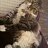 cat, tabby_cat, fluffy, white_paws, white_chest, relaxed, lounging, indoor, couch, quilted_fabric, wooden_floor, pet, feline, fur, whiskers, ears, eyes, paws, home, cozy