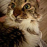Sirena joined the competition — help win amazing prizes! alert, animal, cat, close_up, curious, cute, domestic_cat, face, feline, fluffy, fur, green_eyes, indoor, mammal, pet, portrait, soft_lighting, tabby, whiskers