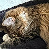 Sirena is registered to the contest to win money with this photo: animal, blanket, cat, close_up, cozy, cute, domestic_cat, feline, fluffy, fur, indoor, nap, peaceful, pet, relaxation, resting, sleeping, soft, tabby, whiskers