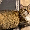 cat, tabby, fluffy, fur, animal, pet, indoor, floor, wooden_floor, rug, white_paws, curious, ears, whiskers, close_up, mammal, domestic_animal, feline, resting, looking