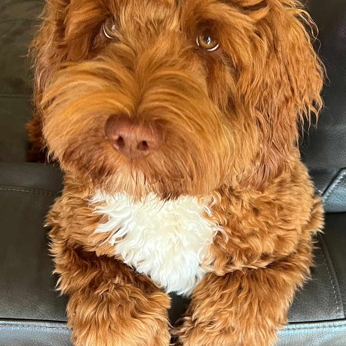 Lucy joined the competition — help win amazing prizes! animal, brown_dog, closeup, companion, couch, curly_fur, cute, dog, ears, fluffy, friendly, fur_texture, indoor, leather, nostrils, paws, pet, relaxed, snout, white_chest_patch