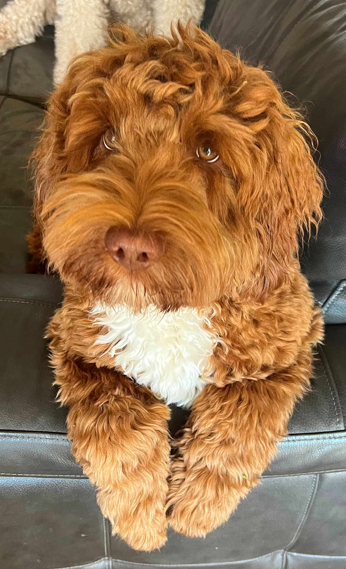 Lucy joined the competition — help win amazing prizes! dog, brown_dog, curly_fur, white_chest_patch, pet, cute, fluffy, couch, leather, indoor, animal, closeup, paws, relaxed, companion, fur_texture, nostrils, snout, ears, friendly