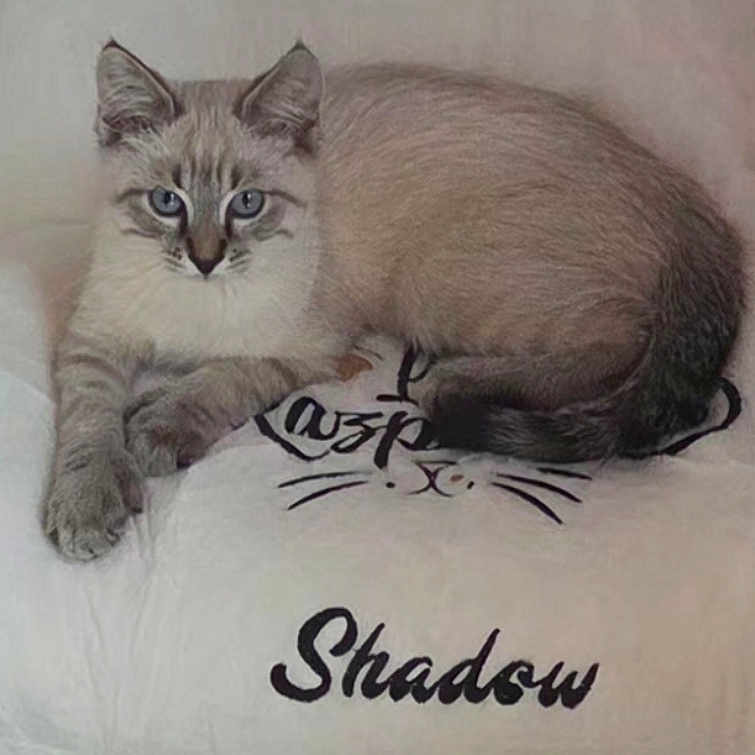 Shadow
