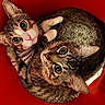 Chisko And Ricky joined the competition — help win amazing prizes! adorable, animals, cat, closeup, companionship, cozy, curled_up, cute, domestic_animal, eyes, friendship, fur, indoor, looking_up, pets, playful, red_background, tabby_cat, two_animals, whiskers