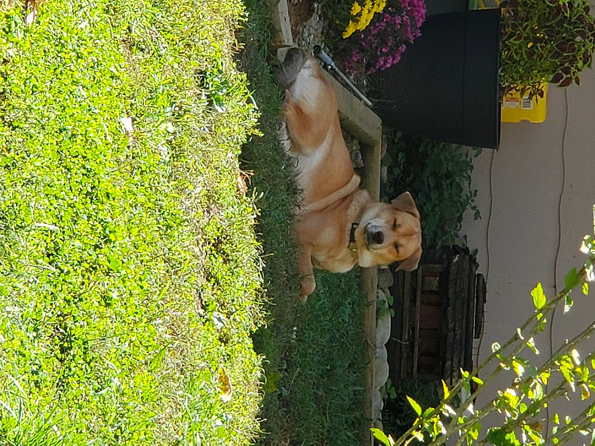 Hope is registered to the contest to win money with this photo: art, botany, dog, fawn, flower, flowering_plant, garden, grass, groundcover, lawn_ornament, leaf, people_in_nature, plant, shrub, tree, vegetation, window, wood, woody_plant, yellow