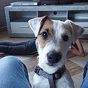 Coco participe au concours pour gagner de l'argent avec cette photo : dog, puppy, pet, indoor, floor, person, jeans, collar, curious, home, living_room, furniture, cabinet, relaxed, casual, animal, cute, brown, white, black_nose