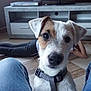 dog, puppy, pet, indoor, floor, person, jeans, collar, curious, home, living_room, furniture, cabinet, relaxed, casual, animal, cute, brown, white, black_nose