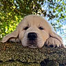 animal, bokeh, closeup, cute, dog, fur, golden_retriever, greenery, head, nature, nose, outdoor, paw, portrait, puppy, resting, sleepy, stone, sunlight, texture
