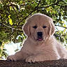 Baiko a rejoint le concours — aidez-le/la à gagner de superbes lots ! adorable, animal, canine, cute, dog, fluffy, golden_retriever, greenery, leaves, nature, outdoor, pet, puppy, relaxed, resting, stone, sunlight, tongue_out, tree, young