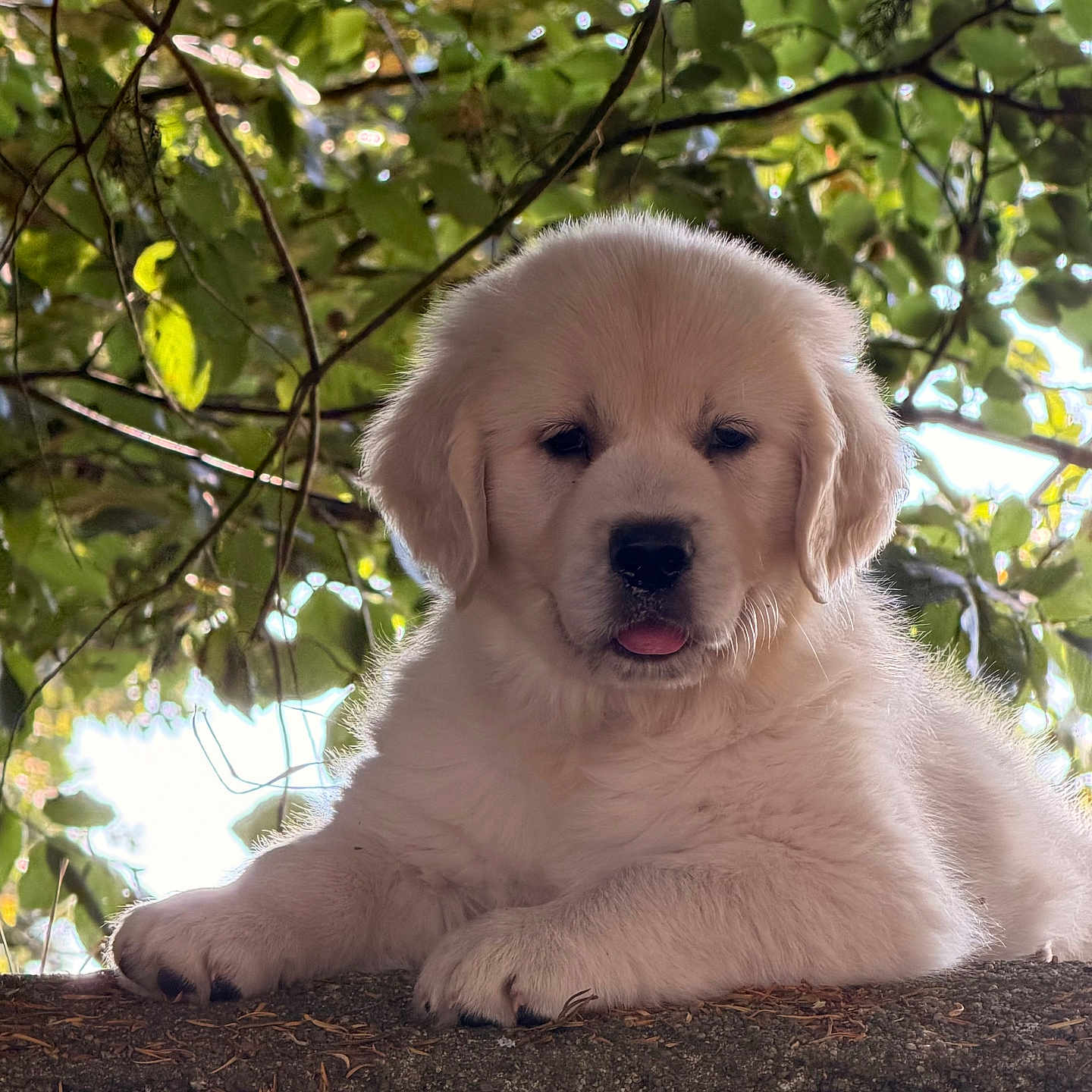Baiko