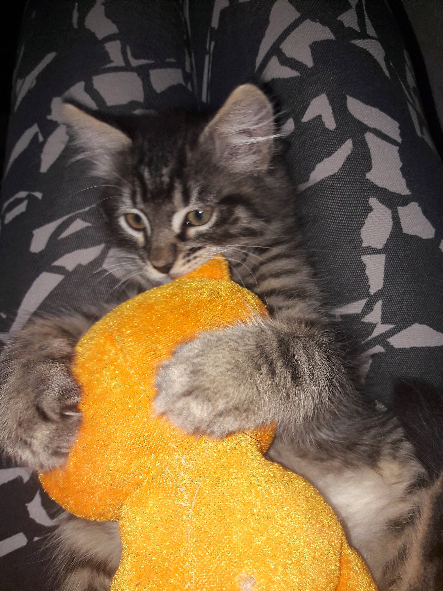 Pirate a rejoint le concours — aidez-le/la à gagner de superbes lots ! asian, carnivore, cat, claw, domestic_long_haired_cat, domestic_short_haired_cat, european_shorthair, felidae, fur, kitten, maine_coon, mammal, norwegian_forest_cat, pixie_bob, small_to_medium_sized_cats, tabby_cat, tail, whiskers