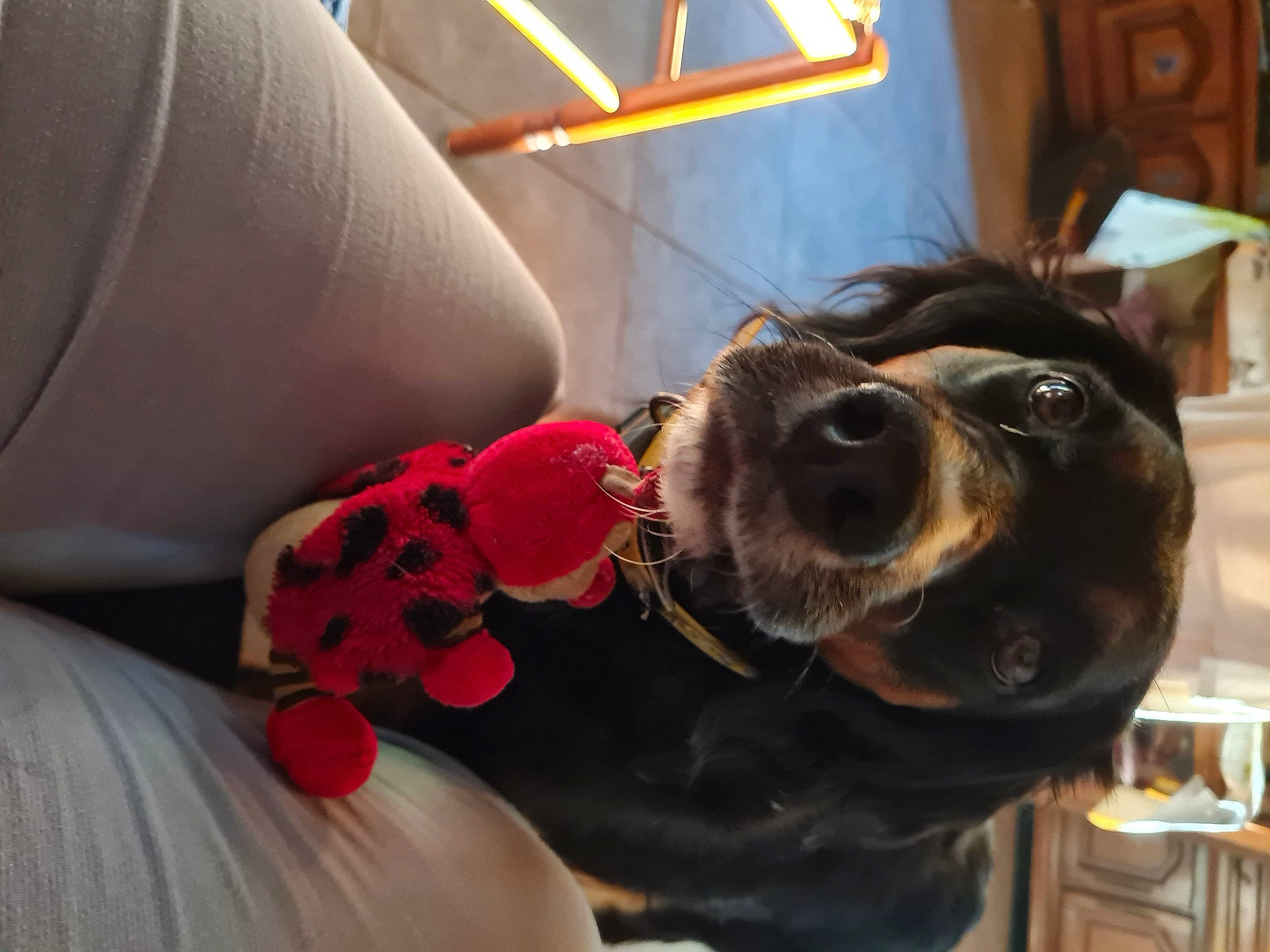 Souky participe au concours pour gagner de l'argent avec cette photo : car_seat, car_seat_cover, carnivore, collar, comfort, companion_dog, dog, dog_breed, dog_collar, eyewear, fur, head_restraint, human_leg, liver, plant, snout, sporting_group, sunglasses, whiskers, working_animal