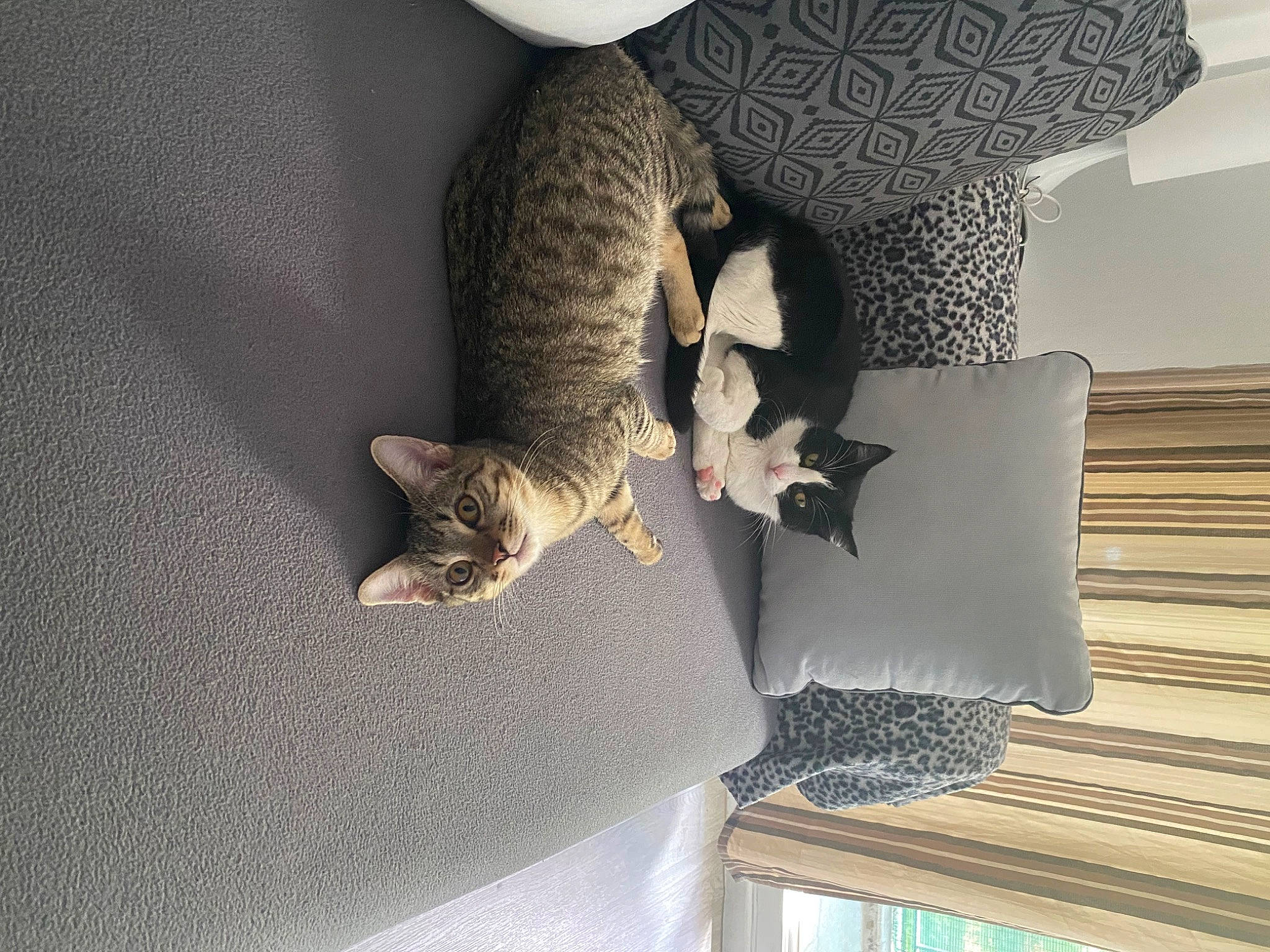 Stitch participe au concours pour gagner de l'argent avec cette photo : carnivore, cat, comfort, domestic_short_haired_cat, felidae, flooring, fur, grey, hardwood, linens, pattern, pillow, plant, room, small_to_medium_sized_cats, tail, tree, whiskers, wood