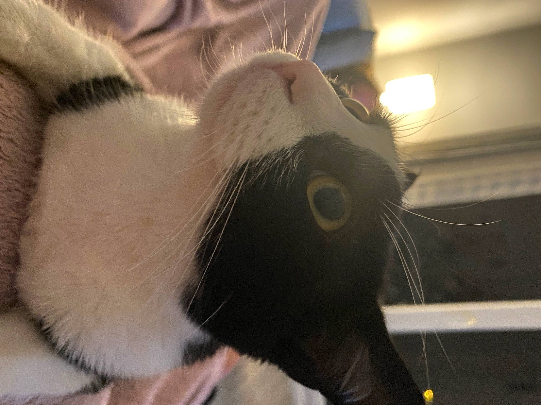 Syana participe au concours pour gagner de l'argent avec cette photo : carnivore, cat, claw, collar, comfort, domestic_short_haired_cat, ear, eye, fang, felidae, fur, head, jaw, paw, pet_supply, small_to_medium_sized_cats, snout, tail, terrestrial_animal, whiskers