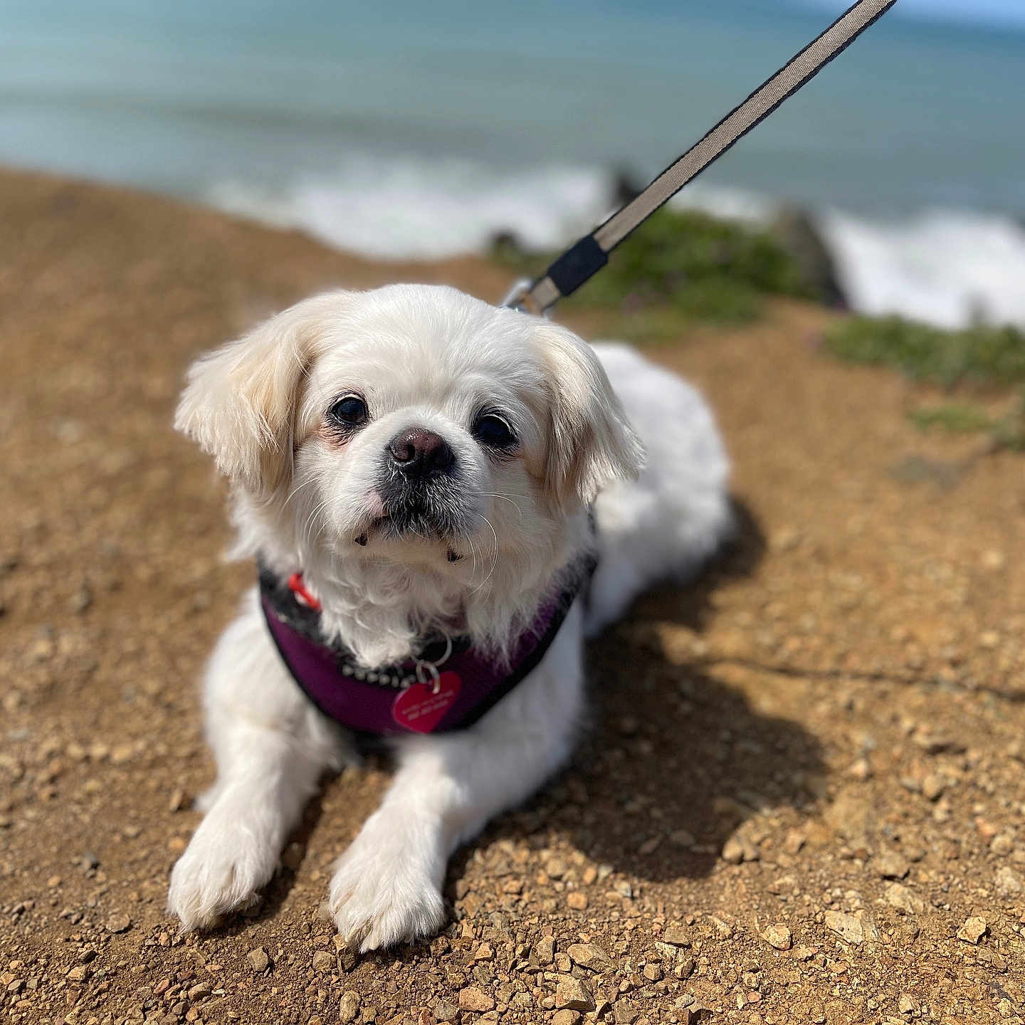 Yuki joined the competition — help win amazing prizes! accessories, animal, beach, canine, coast, dog, eskimodog, leash, nature, outdoors, pet, poodle, puppy, sea, shoreline, soil, strap, terrier, water, whitedog