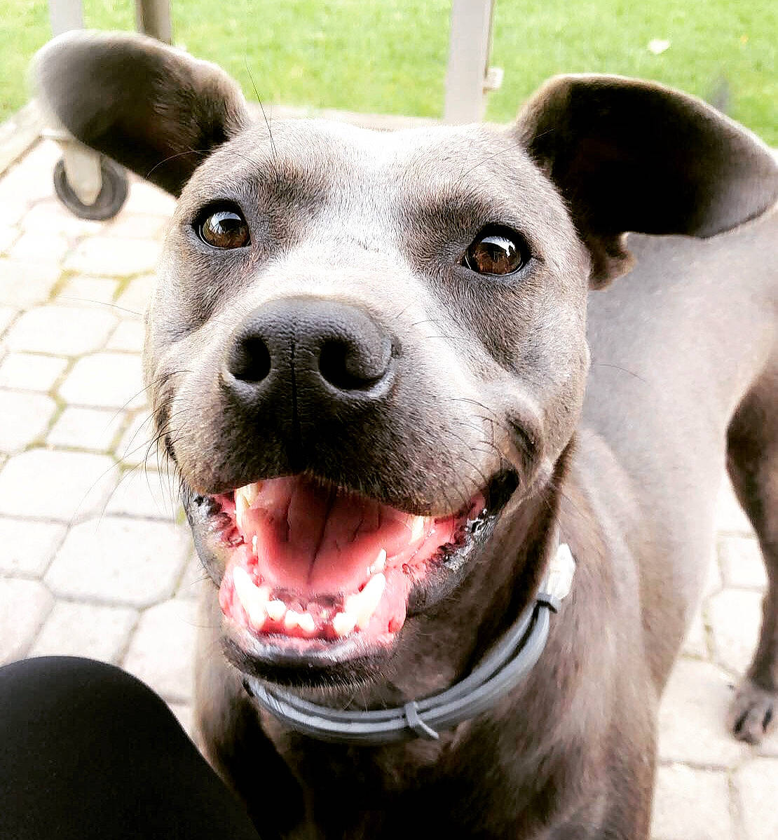 Zebo joined the competition — help win amazing prizes! canidae, carnivore, collar, companion_dog, dog, dog_breed, fawn, jaw, mammal, neck, organ, pet_supply, skin, snout, terrestrial_animal, tongue, tooth, vertebrate, whiskers, working_animal