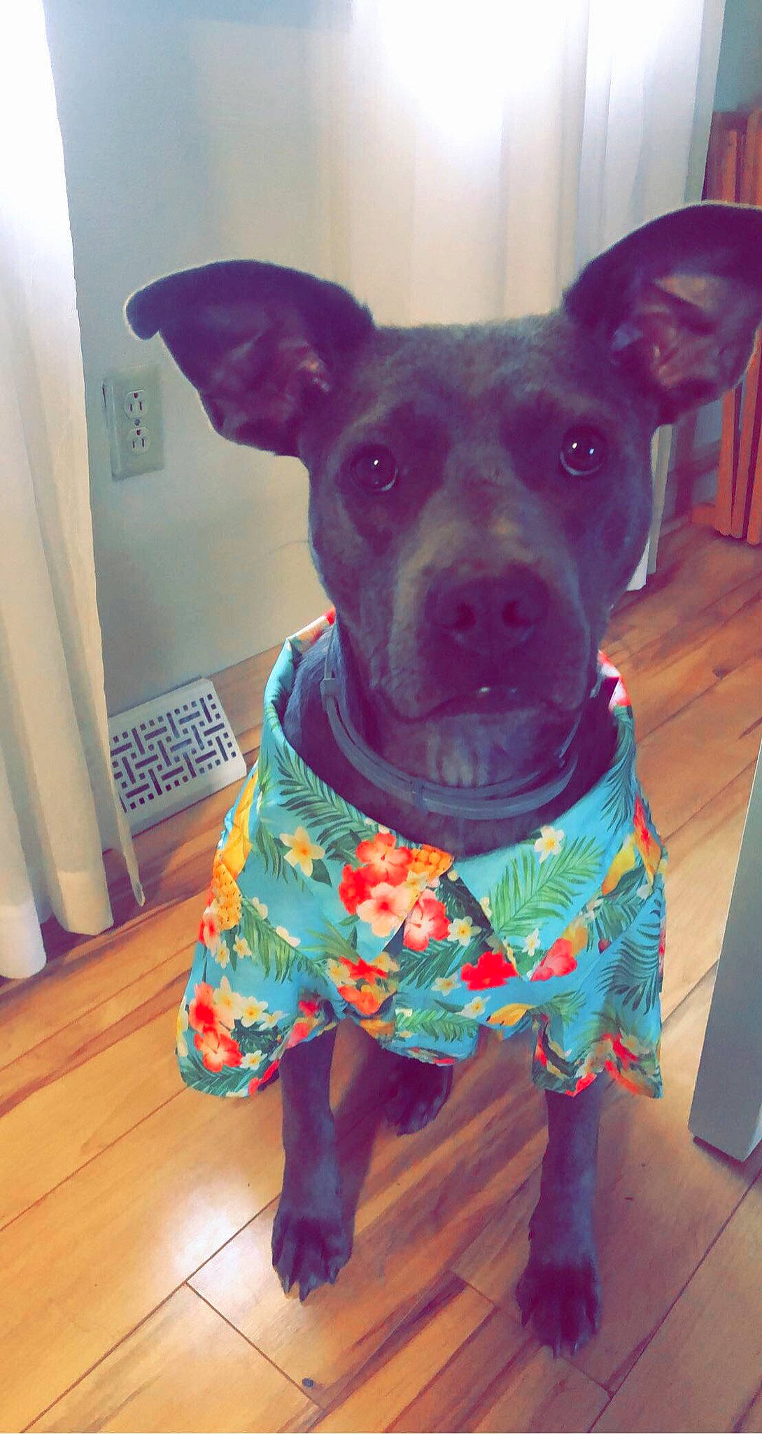 Zebo is registered to the contest to win money with this photo: canidae, carnivore, collar, companion_dog, curtain, dog, dog_breed, dog_clothes, dog_supply, fawn, floor, flooring, laminate_flooring, non_sporting_group, pet_supply, snout, sporting_group, teal, wood_flooring, working_animal