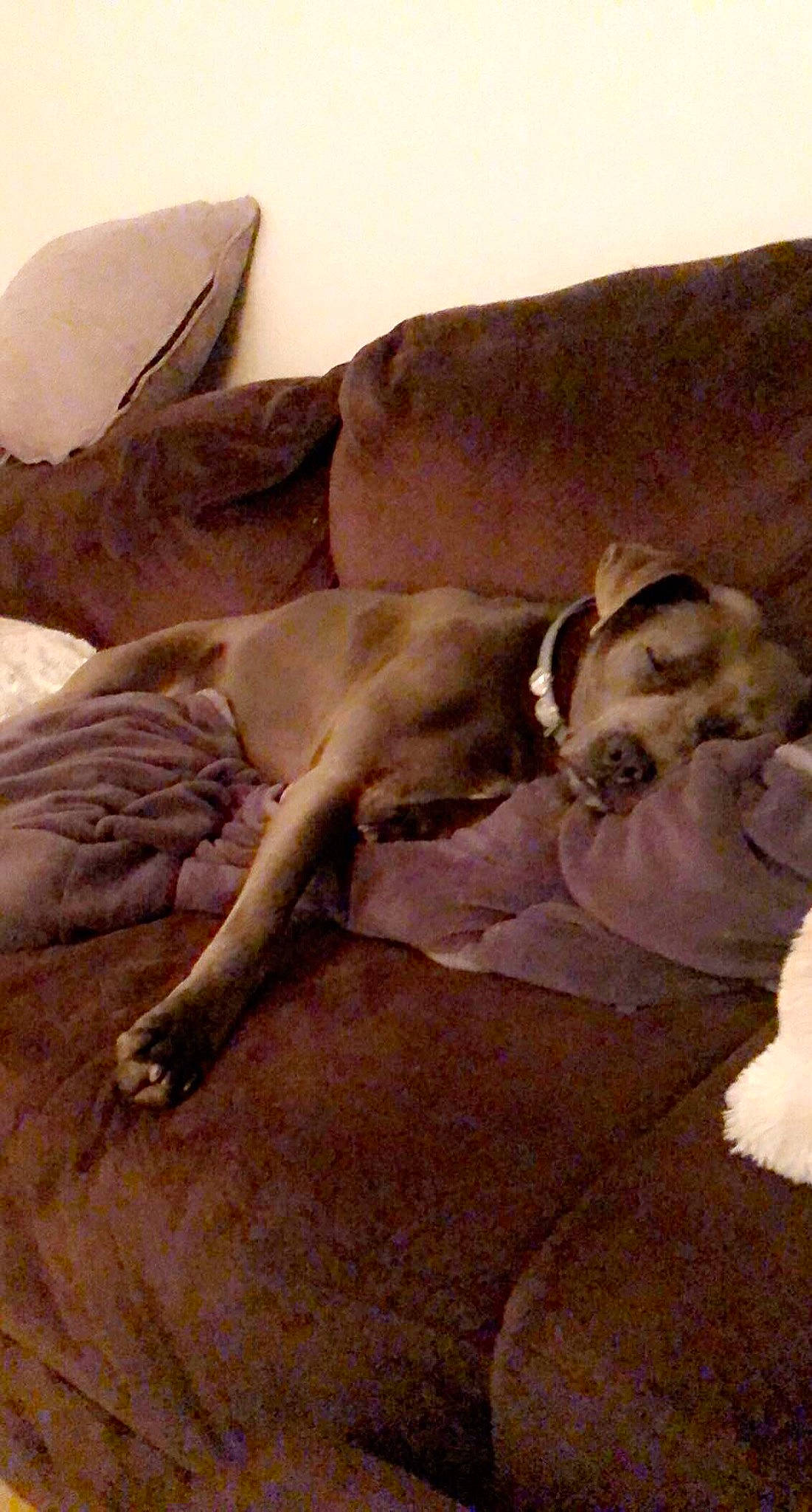 Zebo joined the competition — help win amazing prizes! bedtime, carnivore, comfort, companion_dog, couch, dog, dog_breed, interaction, love, nap, sand, sleep, working_animal