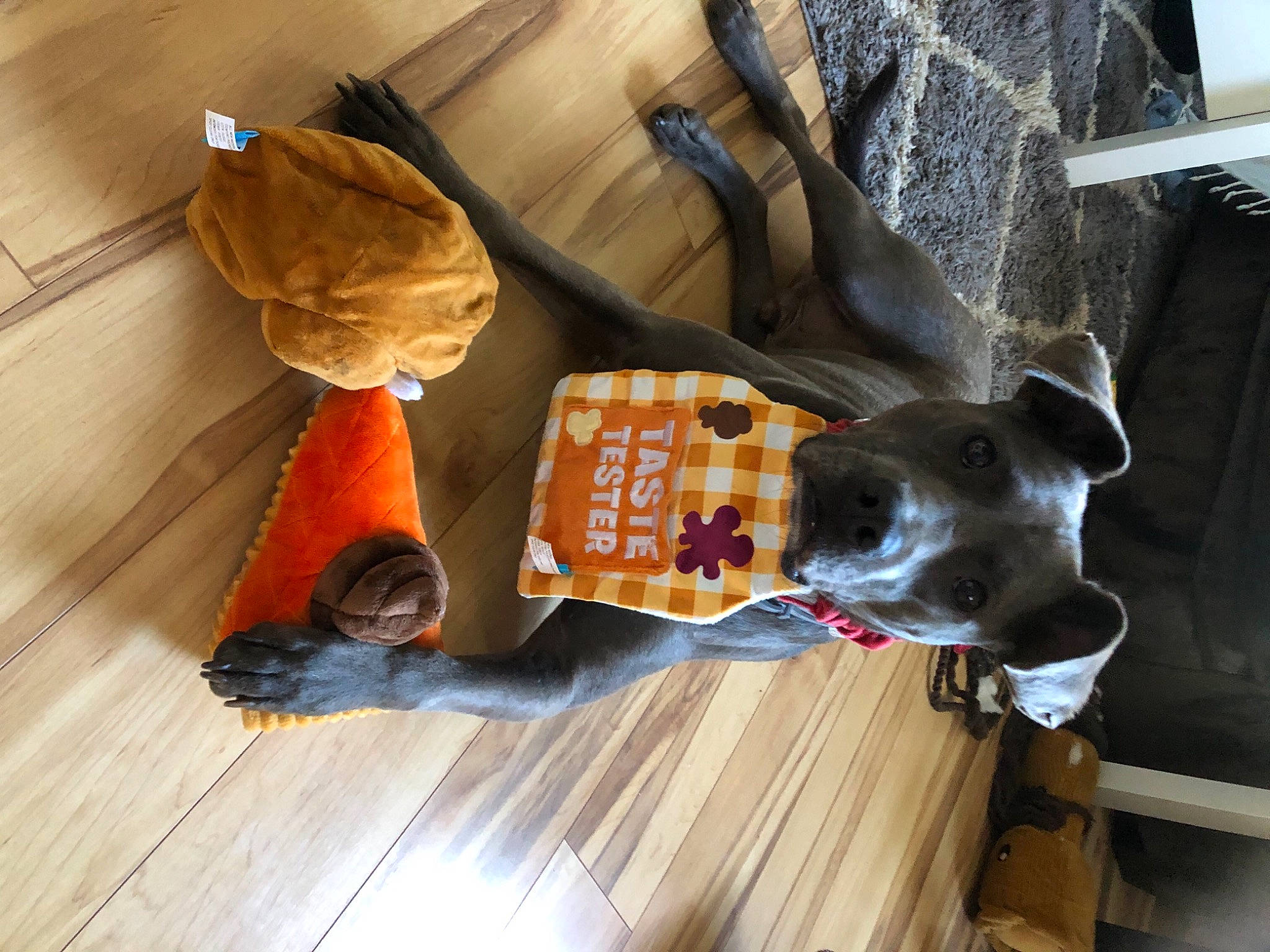 Zebo is registered to the contest to win money with this photo: bag, canidae, carnivore, collar, dog, dog_breed, dog_clothes, dog_supply, fawn, floor, flooring, hardwood, laminate_flooring, pet_supply, snout, sporting_group, wood, wood_flooring, wood_stain, working_animal
