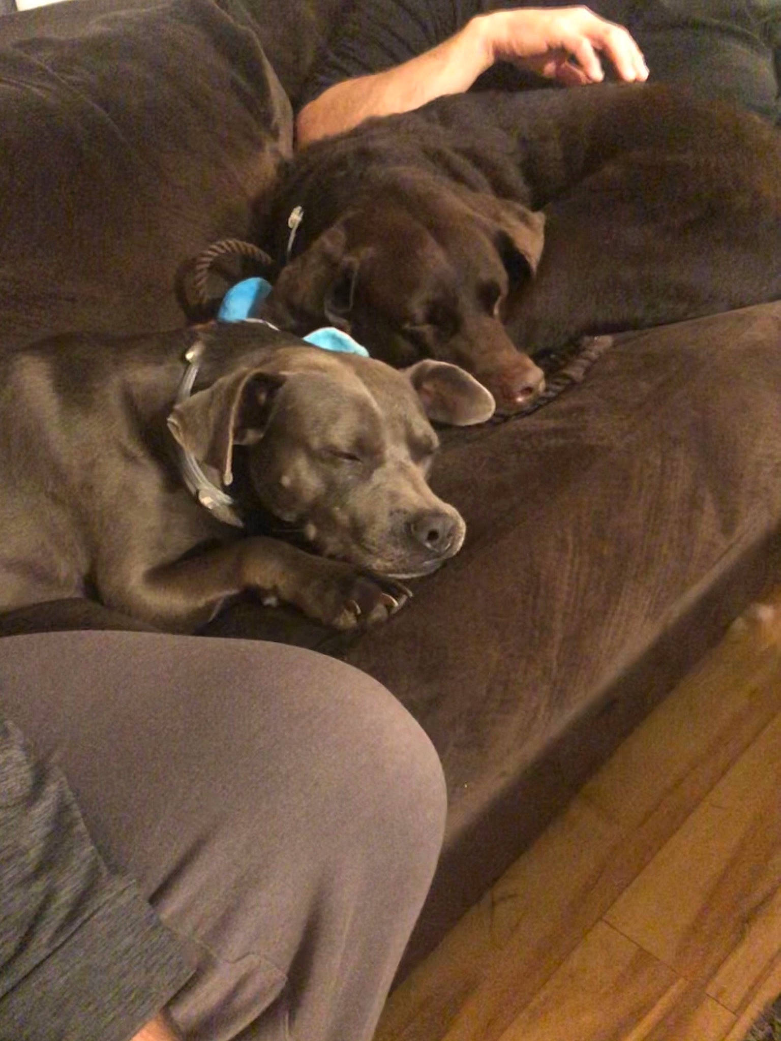 Zebo is registered to the contest to win money with this photo: canidae, carnivore, collar, comfort, companion_dog, couch, dog, dog_breed, dog_collar, laminate_flooring, liver, living_room, pet_supply, sofa_bed, sporting_group, studio_couch, weimaraner, wood_flooring, working_animal, working_dog