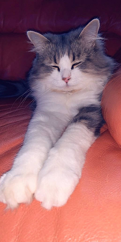 Chouchou a rejoint le concours — aidez-le/la à gagner de superbes lots ! carnivore, cat, claw, comfort, domestic_short_haired_cat, electric_blue, fawn, felidae, foot, fur, paw, sitting, small_to_medium_sized_cats, snout, tail, terrestrial_animal, whiskers