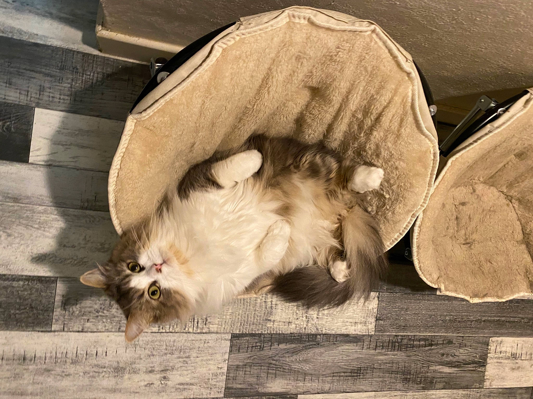 Chouchou participe au concours pour gagner de l'argent avec cette photo : carnivore, cat, comfort, companion_dog, dog_breed, fawn, felidae, monochrome_photography, paw, photograph, small_to_medium_sized_cats, snapshot, snout, sporting_group, tail, terrestrial_animal, tints_and_shades, whiskers, wood, working_animal