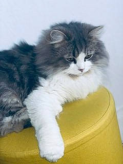 Chouchou a rejoint le concours — aidez-le/la à gagner de superbes lots ! british_longhair, carnivore, cat, cat_supply, claw, comfort, companion_dog, domestic_short_haired_cat, eye, felidae, fur, paw, sitting, small_to_medium_sized_cats, snout, tail, terrestrial_animal, whiskers