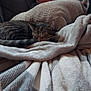 Esme is registered to the contest to win money with this photo: cat, tabby, sleeping, blanket, cozy, indoor, resting, fur, pet, animal, comfort, soft, relaxation, home, nap, furniture, warm, cute, domestic, peaceful