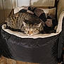 Esme is registered to the contest to win money with this photo: cat, tabby, sleeping, pet_bed, blanket, indoor, cozy, feline, resting, fur, ears, whiskers, comfort, quiet, home, floor, relaxation, domestic, animal, peaceful