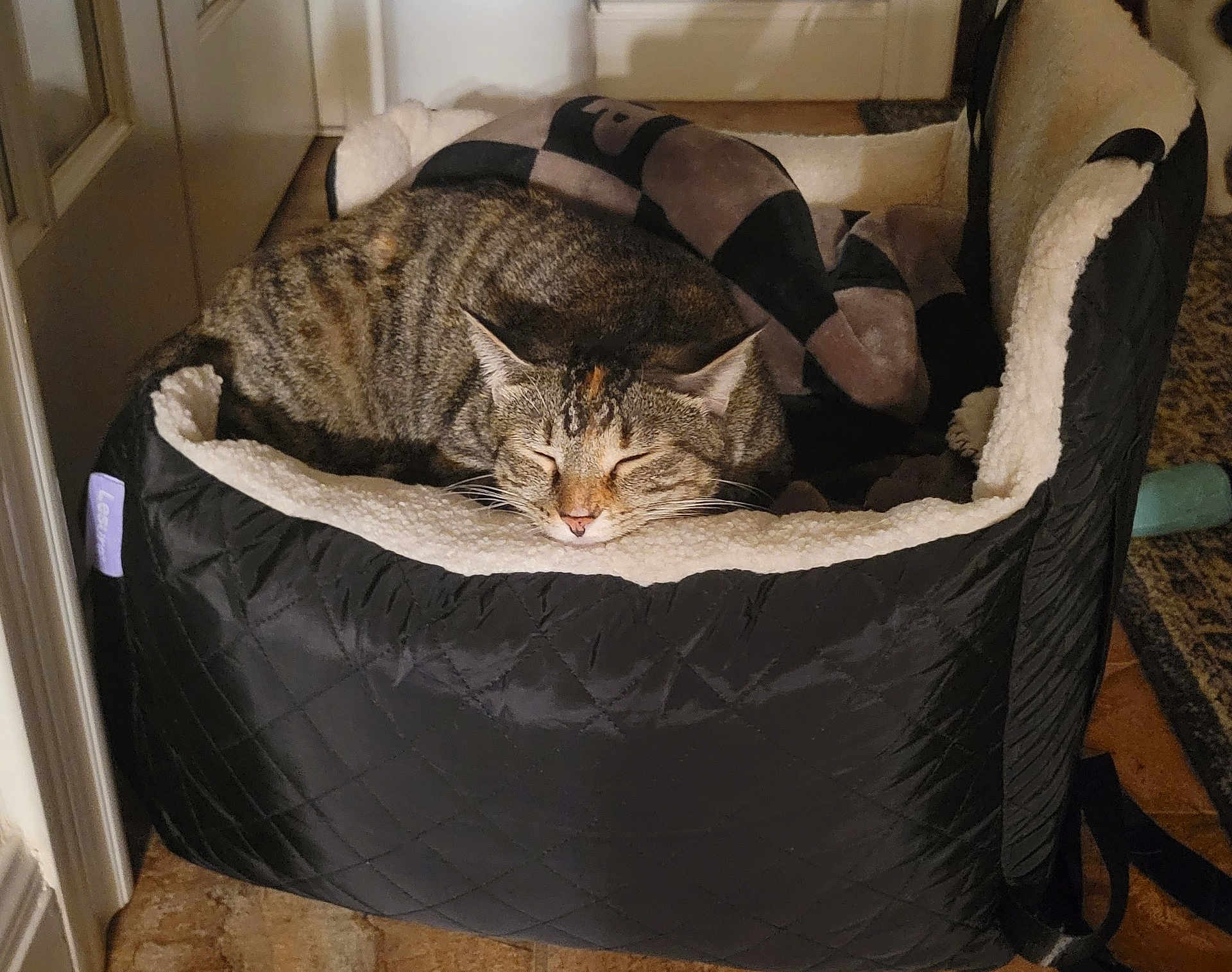 Esme is registered to the contest to win money with this photo: cat, tabby, sleeping, pet_bed, blanket, indoor, cozy, feline, resting, fur, ears, whiskers, comfort, quiet, home, floor, relaxation, domestic, animal, peaceful