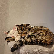 Esme is registered to the contest to win money with this photo: cat, sleeping, feline, cozy, snuggling, pet, animal, tabby, white_cat, fur, paws, resting, indoors, cat_perch, cute, companion, friendship, soft_lighting, peaceful, relaxed