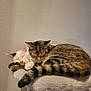 cat, sleeping, feline, cozy, snuggling, pet, animal, tabby, white_cat, fur, paws, resting, indoors, cat_perch, cute, companion, friendship, soft_lighting, peaceful, relaxed
