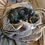 Lucy is registered to the contest to win money with this photo: puppy, dog, blanket, couch, sleeping, cozy, fur, pet, indoor, resting, brown, black, small_dog, curled_up, soft_texture, relaxation, home, comfort, collar, nap