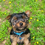 Lucy joined the competition — help win amazing prizes! puppy, dog, blue_collar, grass, yellow_flowers, cute, fur, outdoor, pet, animal, small_dog, nature, greenery, closeup, young_dog, adorable, playful, eyes, ears, nose