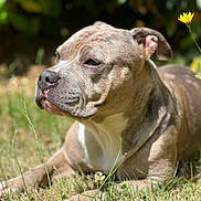Athéna a rejoint le concours — aidez-le/la à gagner de superbes lots ! dog, canine, pet, outdoor, grass, sunlight, animal, nature, flower, brown, white, portrait, relaxed, laying_down, ears, snout, closeup, summer, garden, peaceful