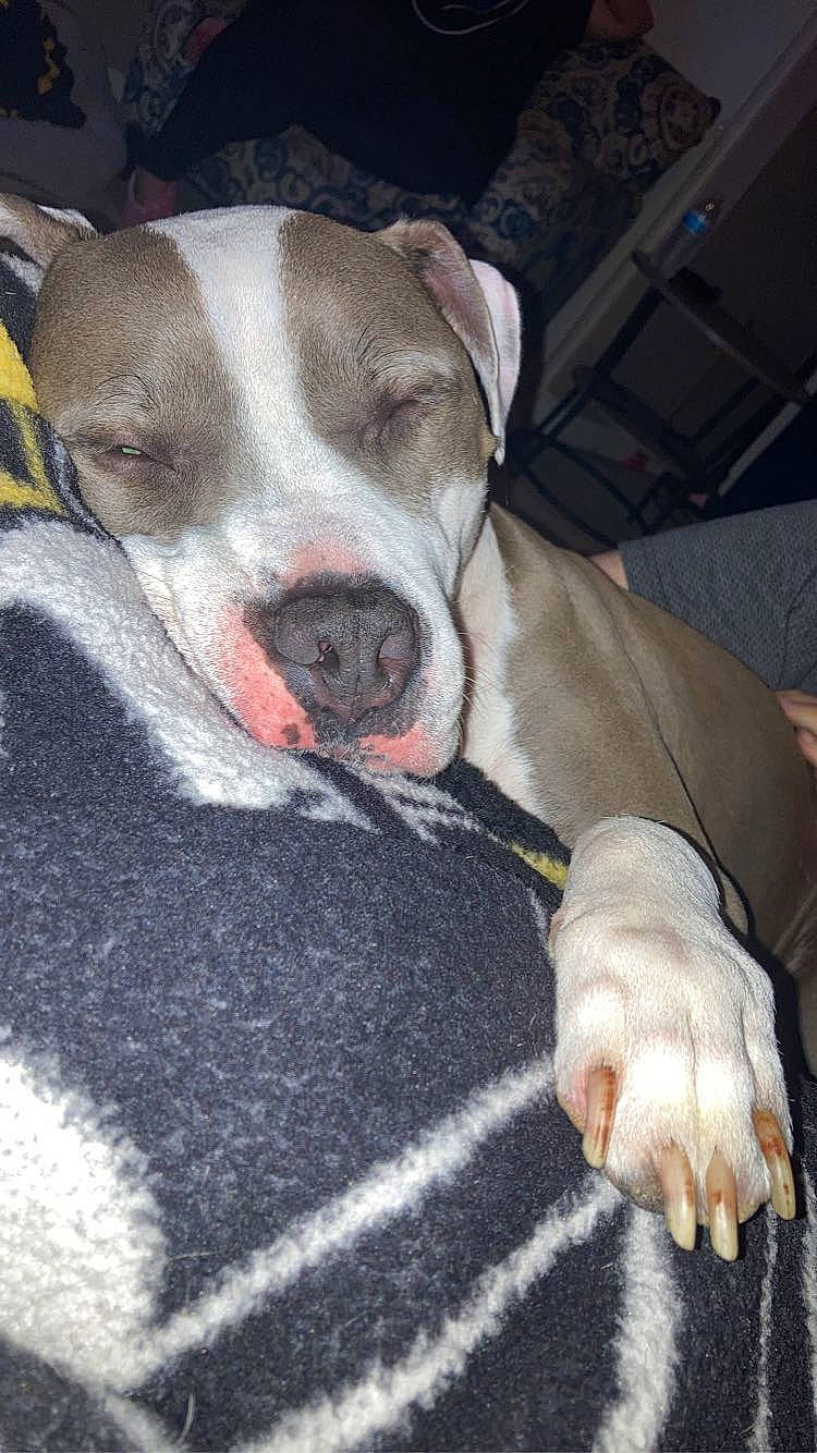 Rocco is registered to the contest to win money with this photo: carnivore, comfort, companion_dog, dog, dog_breed, dog_supply, fawn, fur, linens, non_sporting_group, paw, sporting_group, terrestrial_animal, whiskers, working_animal