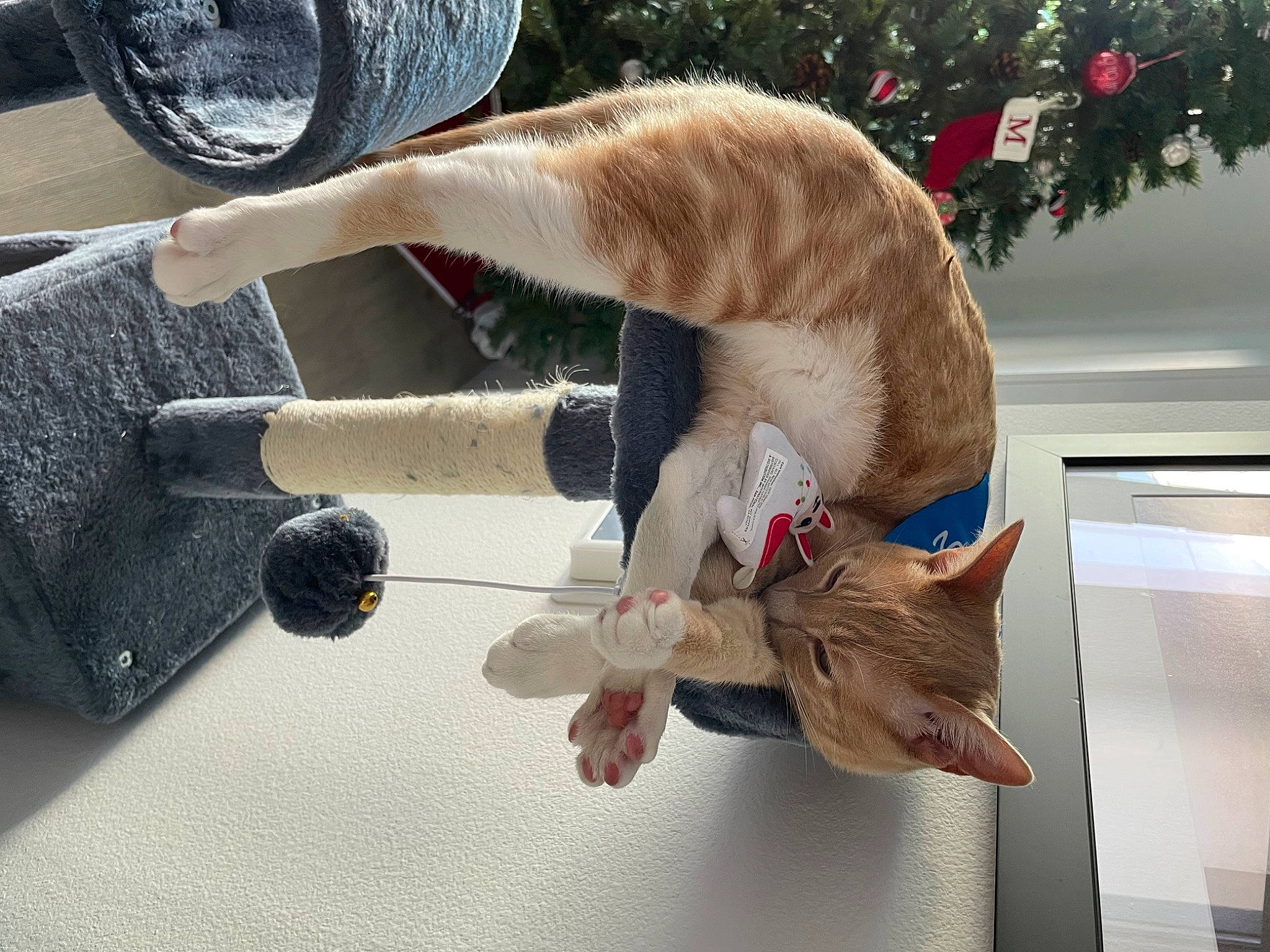 Franklin joined the competition — help win amazing prizes! canidae, carnivore, cat, collar, comfort, companion_dog, dog_breed, domestic_short_haired_cat, fawn, felidae, fur, paw, small_to_medium_sized_cats, snout, sporting_group, stuffed_toy, tail, toy, tree, whiskers