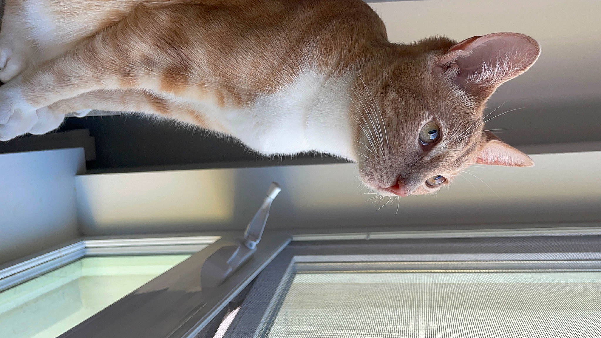 Franklin is registered to the contest to win money with this photo: carnivore, cat, comfort, domestic_short_haired_cat, fawn, felidae, fixture, fur, room, siamese, small_to_medium_sized_cats, snout, tail, vertebrate, whiskers, wood