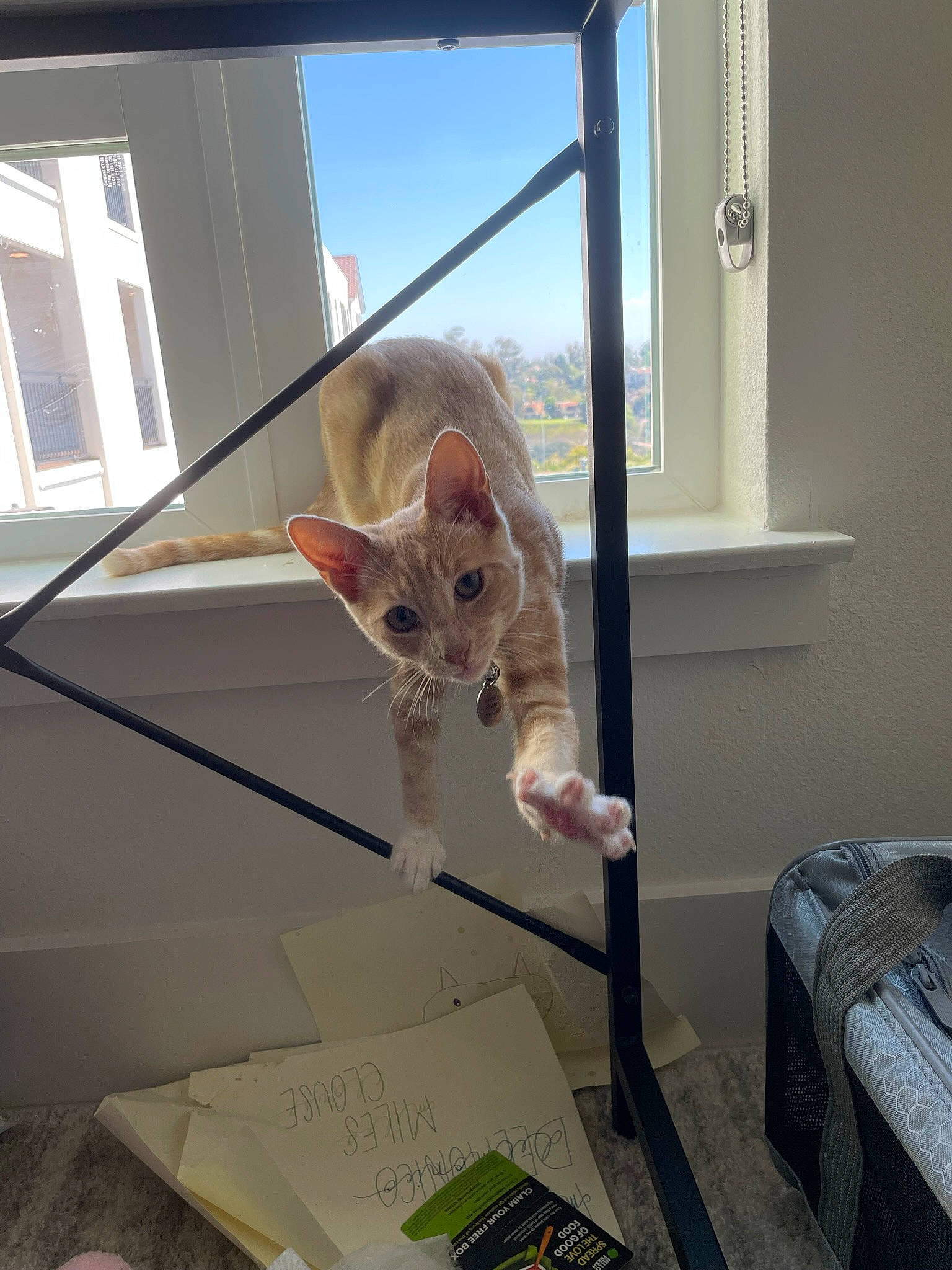 Franklin is registered to the contest to win money with this photo: carnivore, cat, comfort, companion_dog, domestic_short_haired_cat, fawn, felidae, flooring, fur, glass, interior_design, mammal, room, sky, small_to_medium_sized_cats, tail, whiskers, window, window_blind, wood