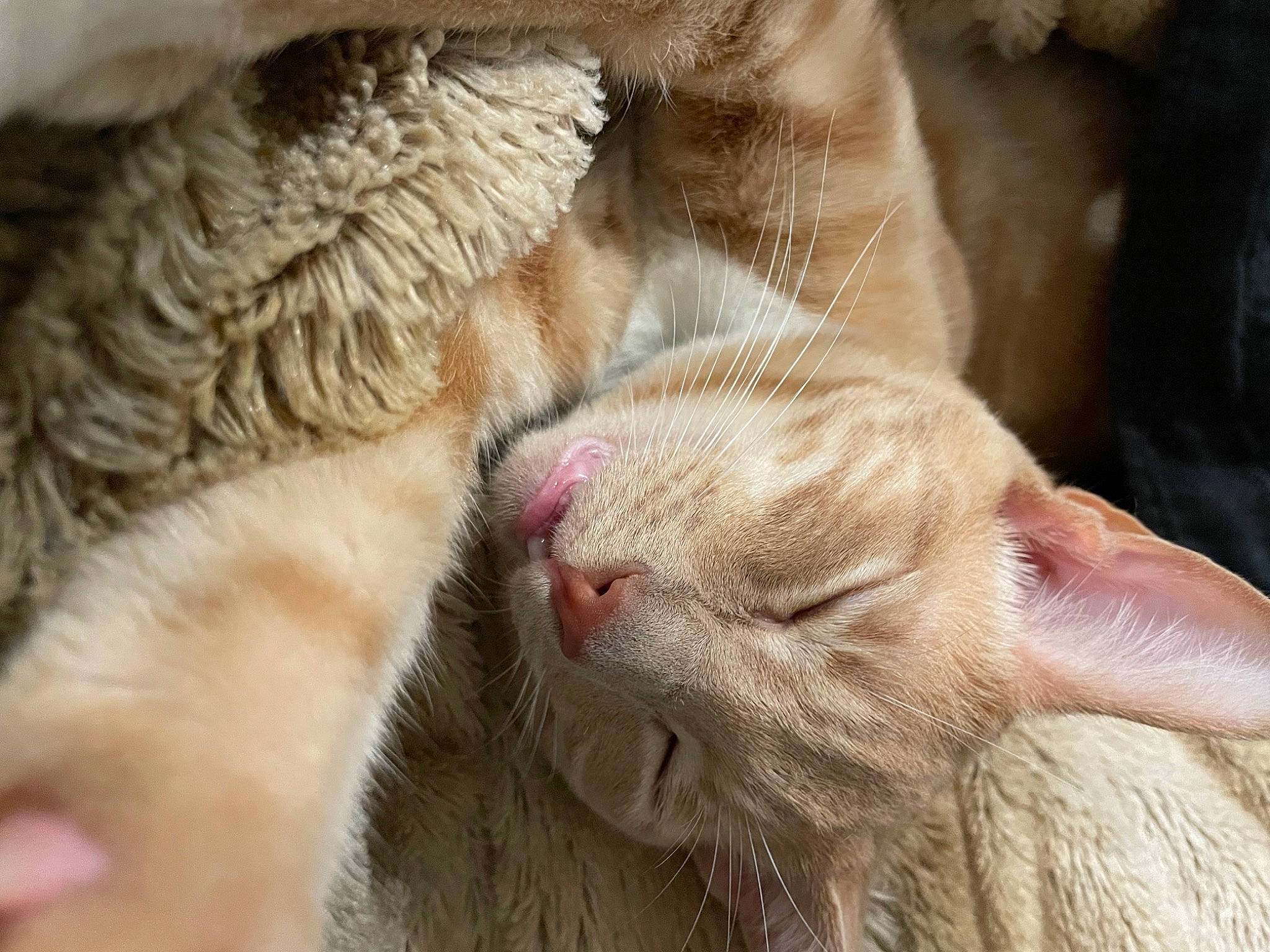 Franklin is registered to the contest to win money with this photo: carnivore, cat, claw, comfort, domestic_short_haired_cat, fawn, felidae, foot, fur, gesture, nap, paw, sleep, small_to_medium_sized_cats, snout, tail, terrestrial_animal, whiskers, wildlife