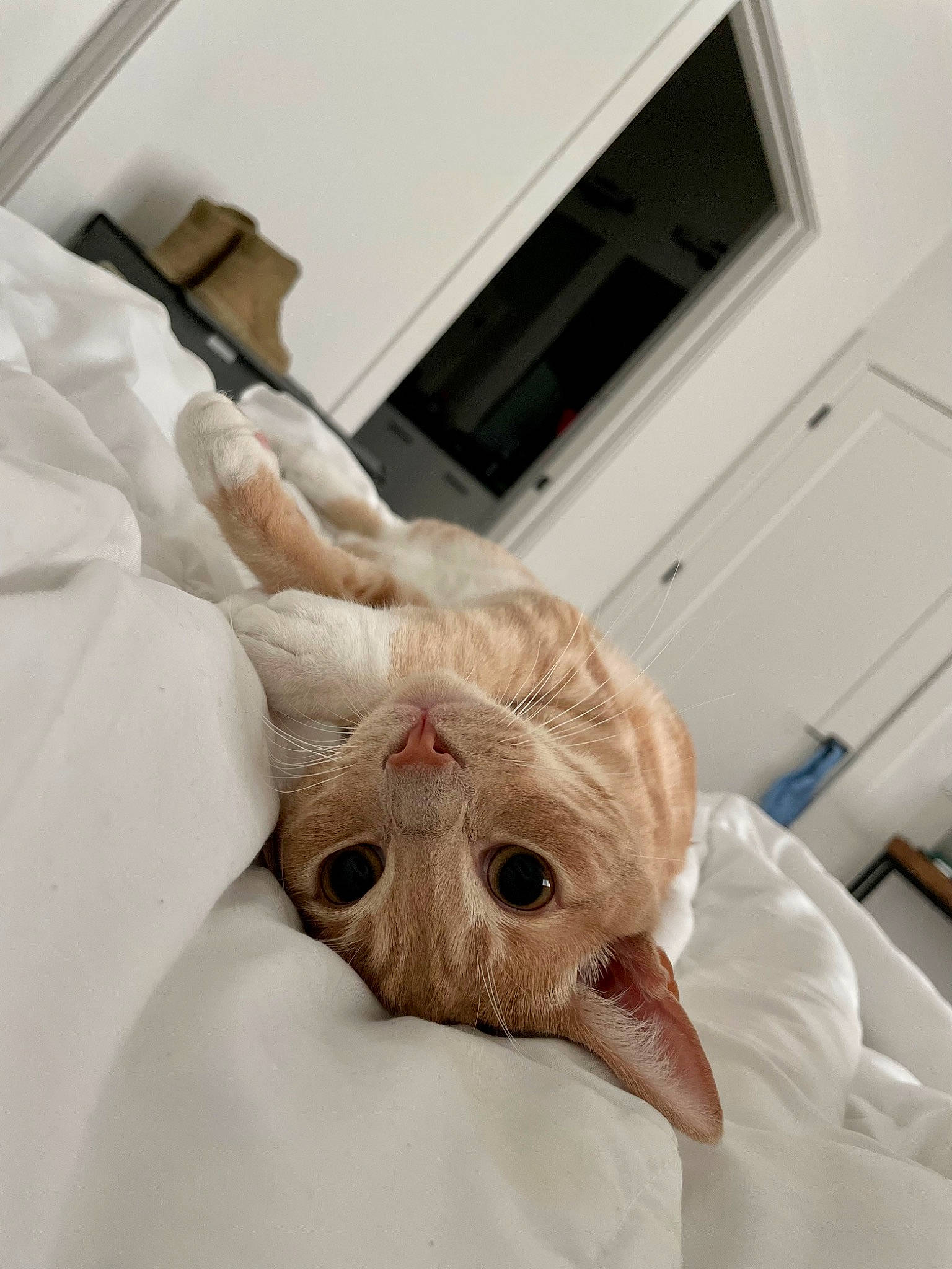 Franklin is registered to the contest to win money with this photo: bedding, cat, comfort, eyelash, fawn, felidae, flesh, fur, gesture, jaw, linens, paw, peach, picture_frame, room, small_to_medium_sized_cats, television, textile, whiskers