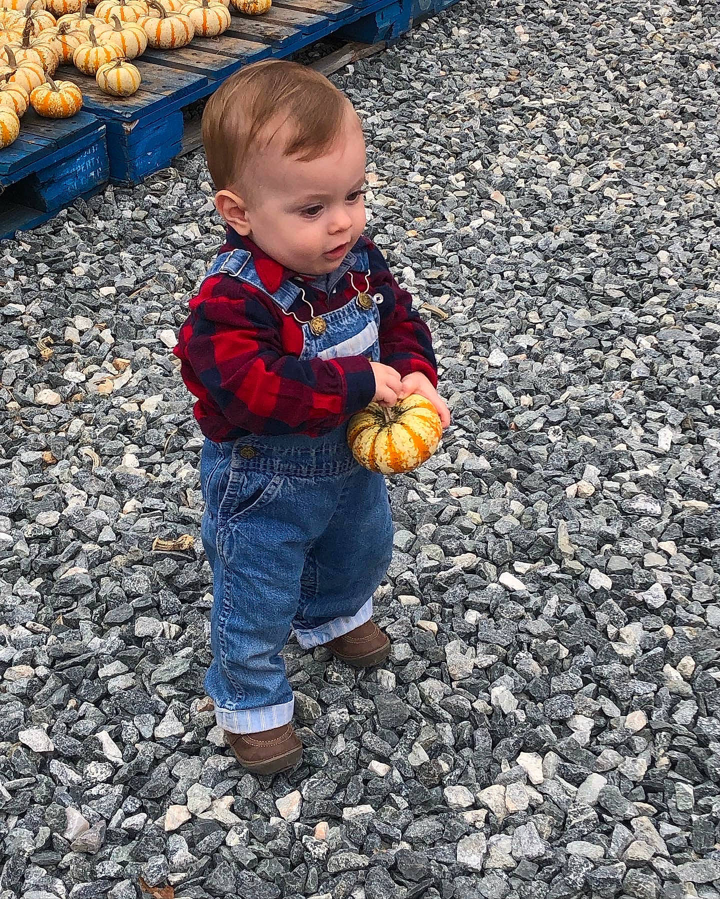 John joined the competition — help win amazing prizes! asphalt, baby, child, clothing, cobblestone, flooring, fun, grass, leaf, leg, orange, people, people_in_nature, person, public_space, pumpkin, road_surface, sitting, soil, toddler