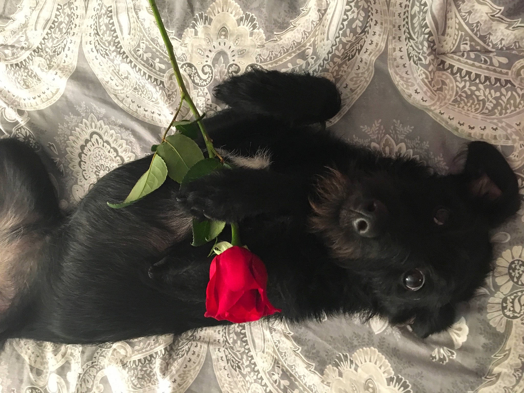 Lucy is registered to the contest to win money with this photo: black_cat, bombay, canidae, carmine, carnivore, cat, claw, comfort, companion_dog, dog_breed, domestic_short_haired_cat, fawn, felidae, fur, grass, small_to_medium_sized_cats, snout, sporting_group, tail, whiskers