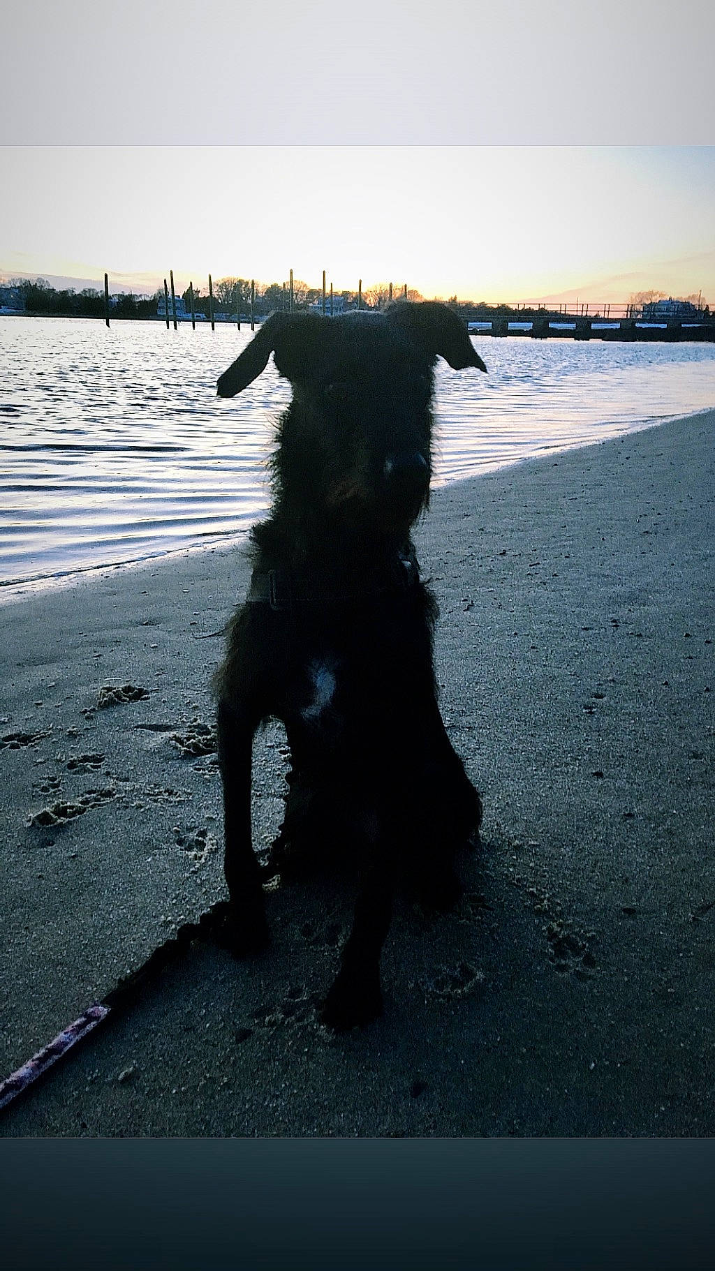 Lucy joined the competition — help win amazing prizes! beach, carnivore, coast, companion_dog, dog, dog_breed, dog_collar, horizon, landscape, leash, sand, shore, sky, sporting_group, tail, tints_and_shades, water, water_resources, wave, wind_wave