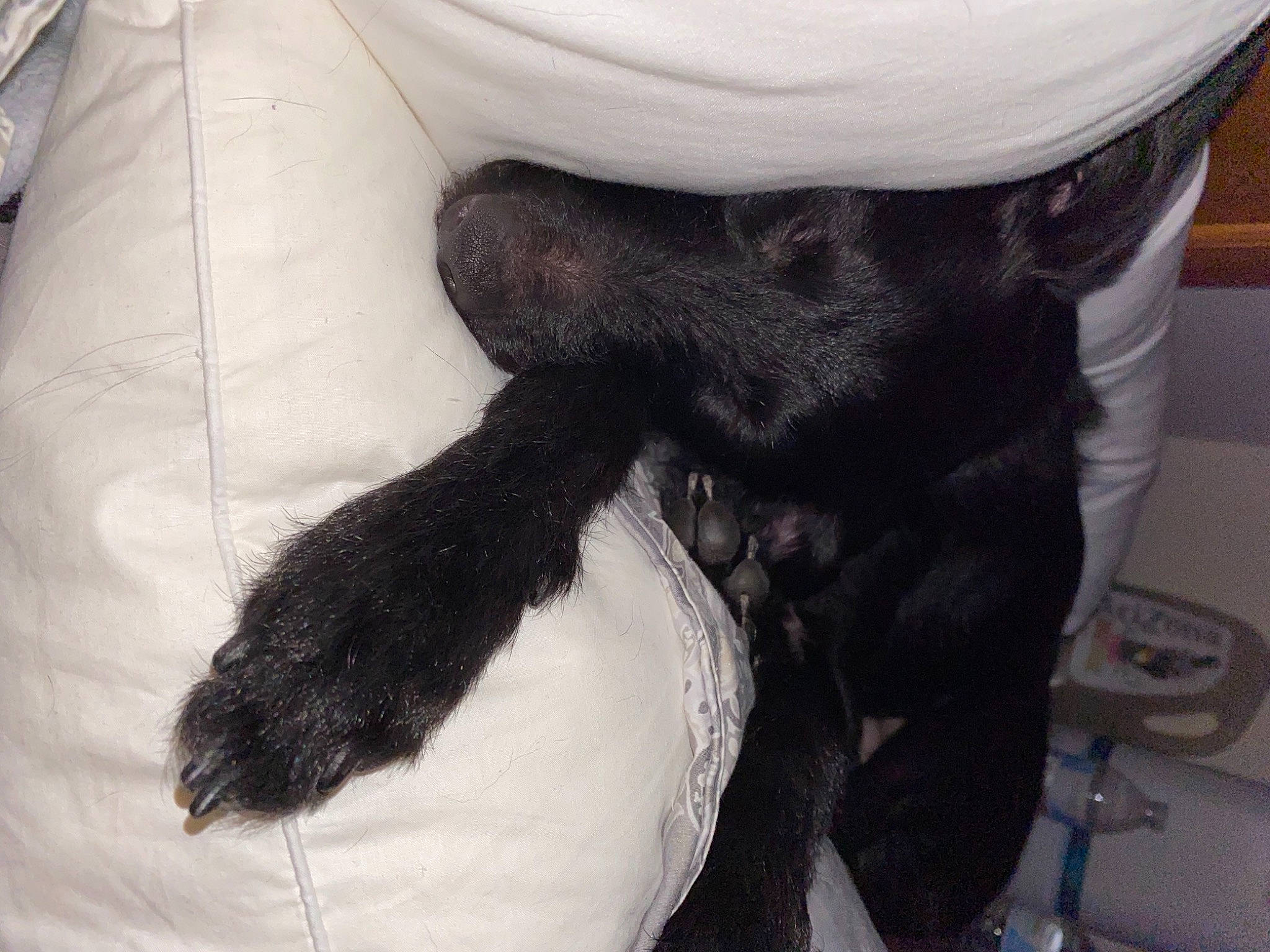 Lucy joined the competition — help win amazing prizes! canidae, carnivore, claw, comfort, companion_dog, dog_breed, felidae, foot, fur, gesture, human_leg, paw, small_to_medium_sized_cats, snout, sporting_group, tail, whiskers, working_animal