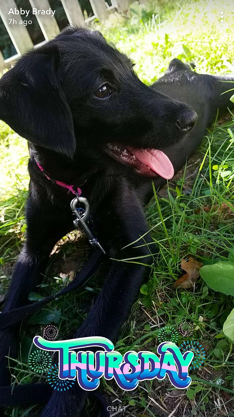 Lucy joined the competition — help win amazing prizes! borador, canidae, carnivore, collar, companion_dog, dog, dog_breed, dog_collar, fur, grass, gun_dog, liver, personal_protective_equipment, plant, pointing_breed, retriever, snout, sporting_group, whiskers, working_animal