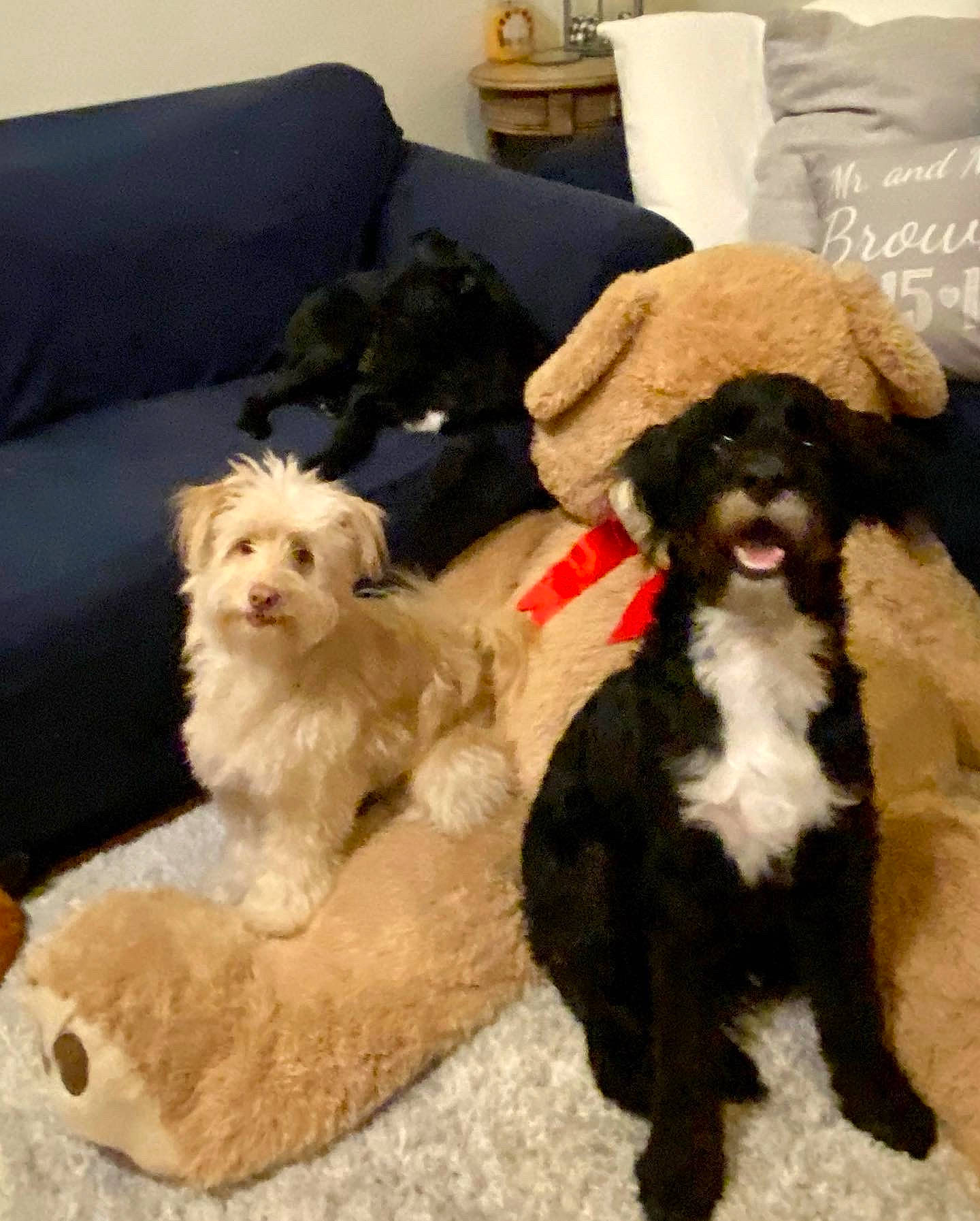 Chappy is registered to the contest to win money with this photo: canidae, carnivore, chair, companion_dog, couch, dog, dog_breed, dog_supply, fawn, fur, liver, living_room, pillow, room, small_terrier, sporting_group, terrier, toy_dog, working_animal, yorkipoo